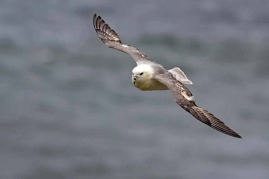 Fulmar