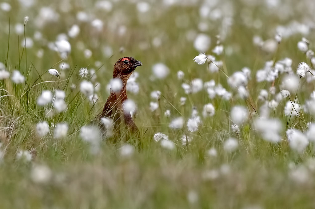 Red Grouse