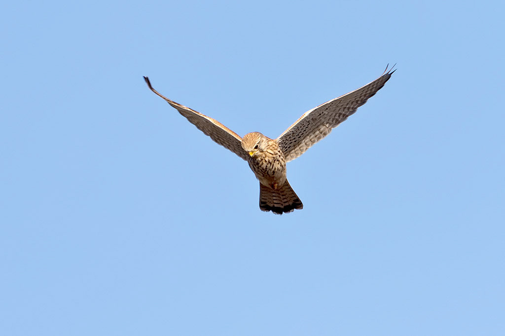 Kestrel