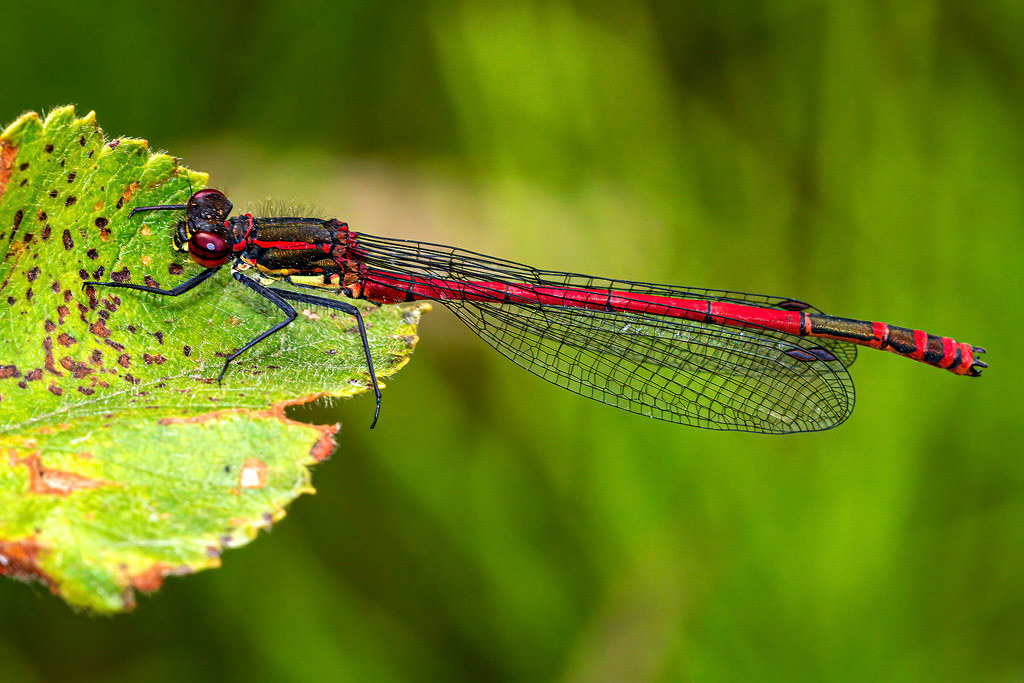 Large Red Damselfly