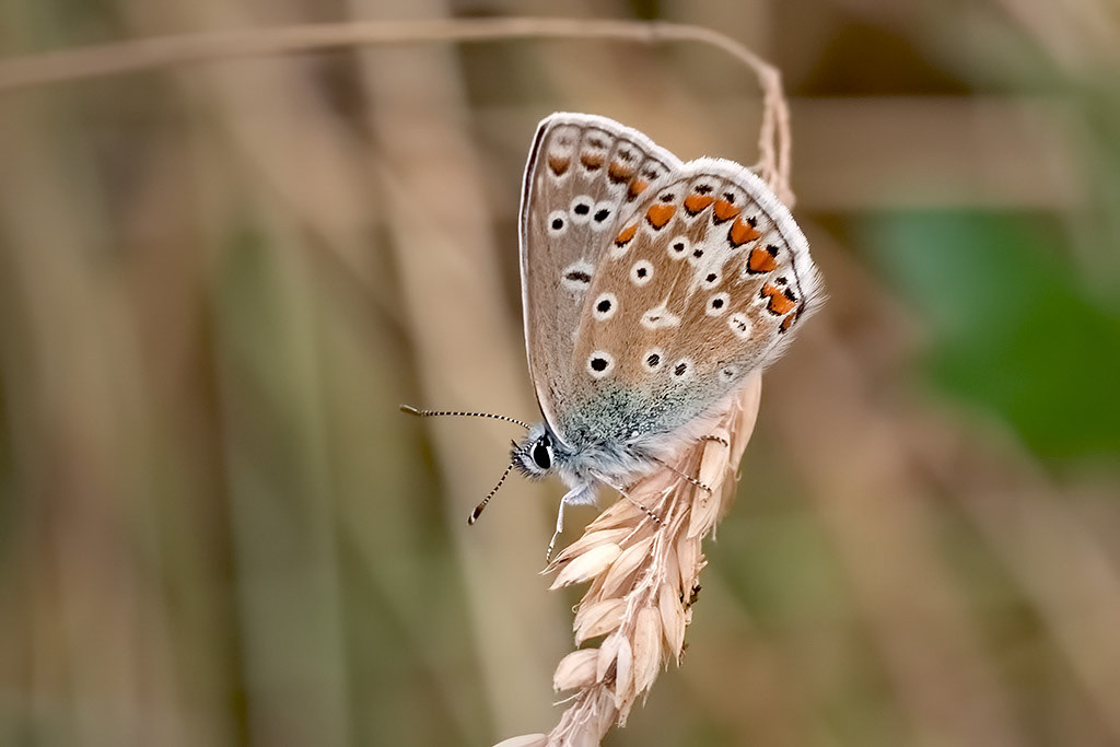 Common Blue