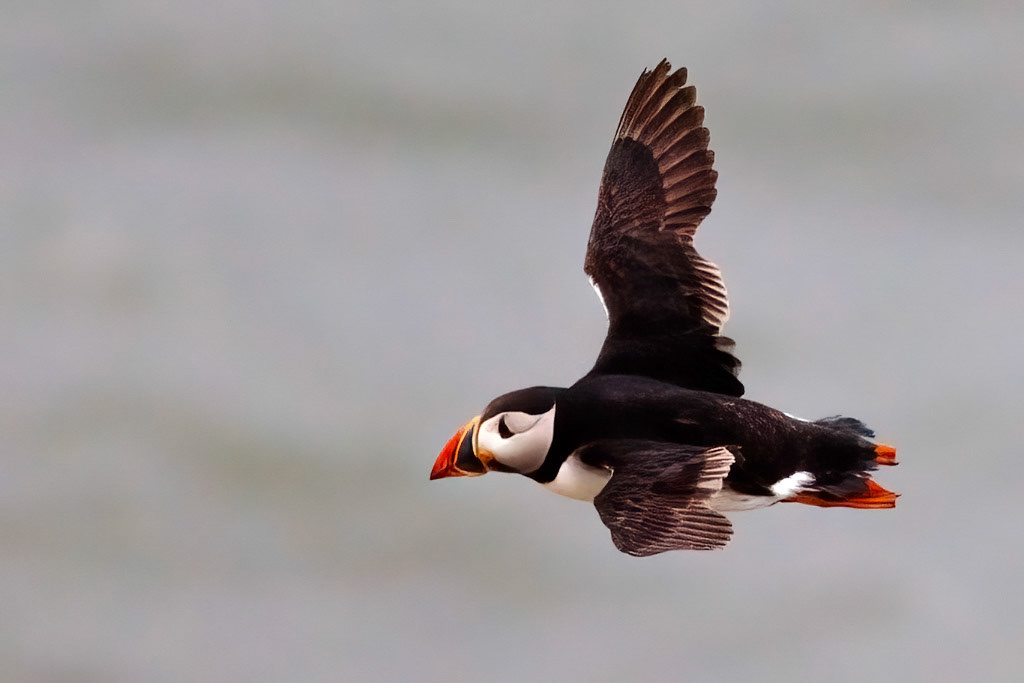 Puffin