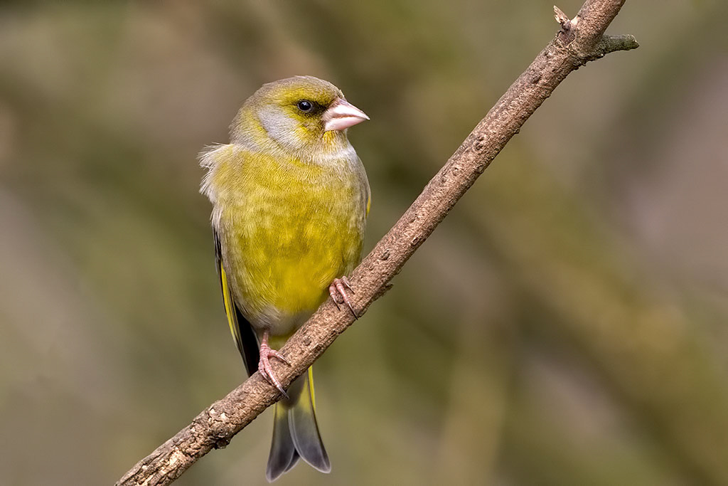 Greenfinch