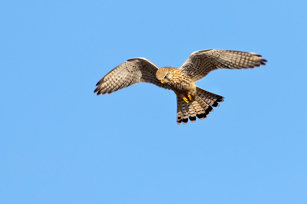 Kestrel
