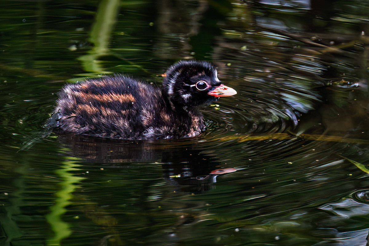 Little Grebe
