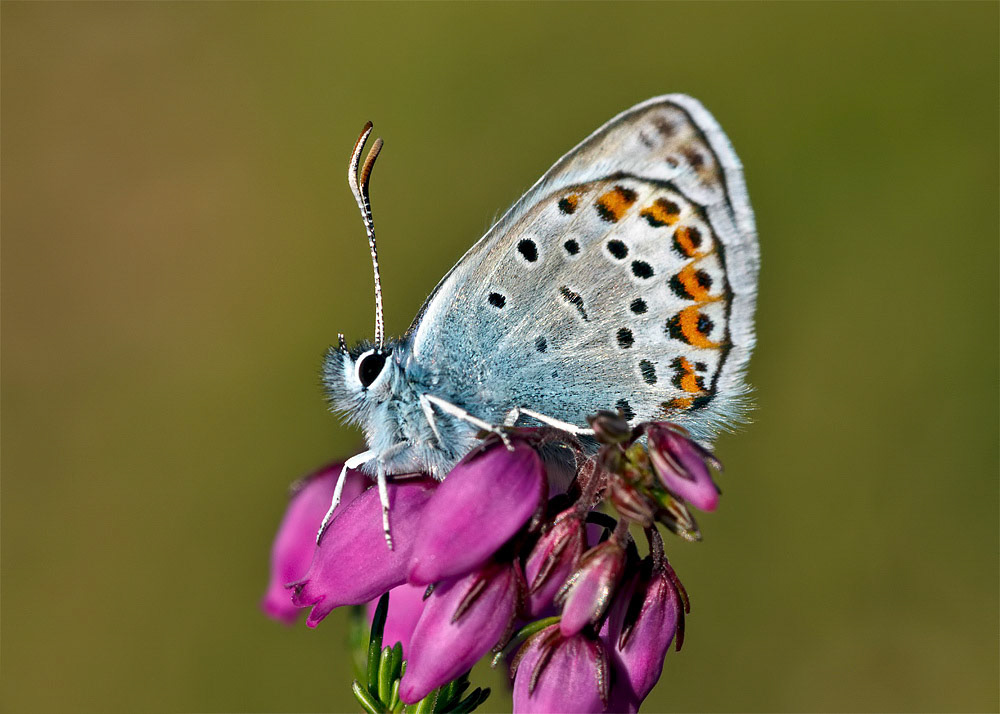Silver-studded Blue