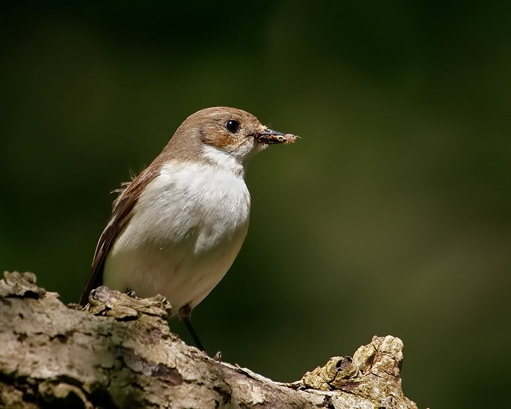 Female Pied Flycatcher