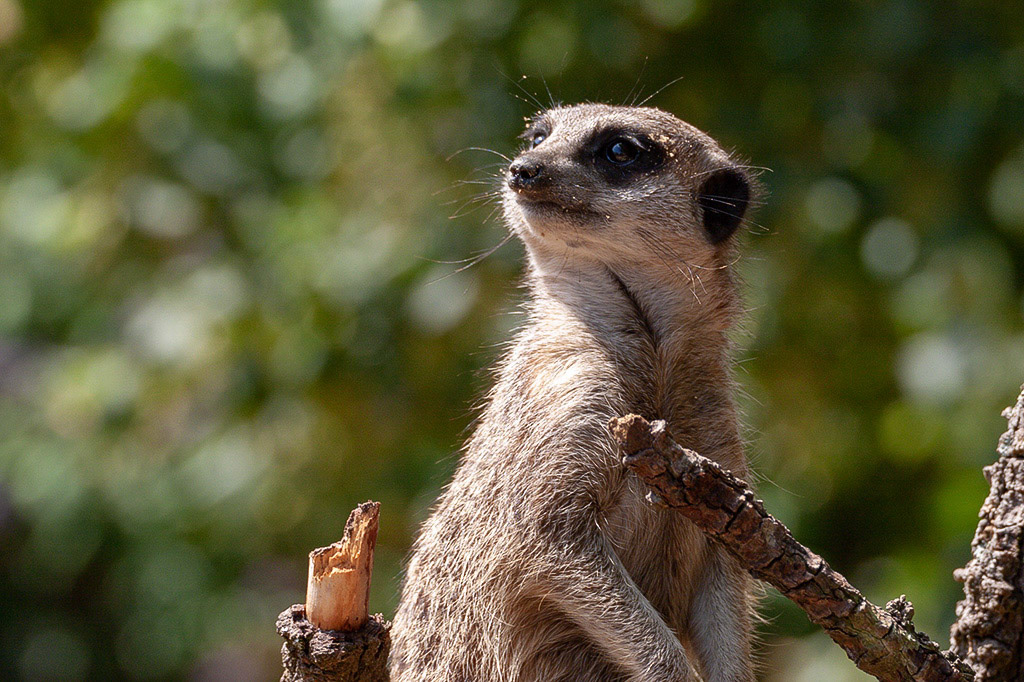 Meercat