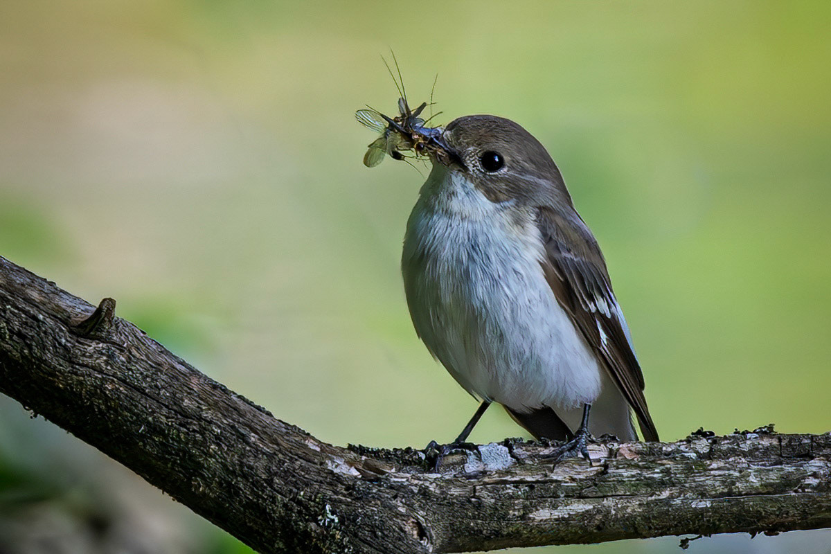 Pied Flycatcher