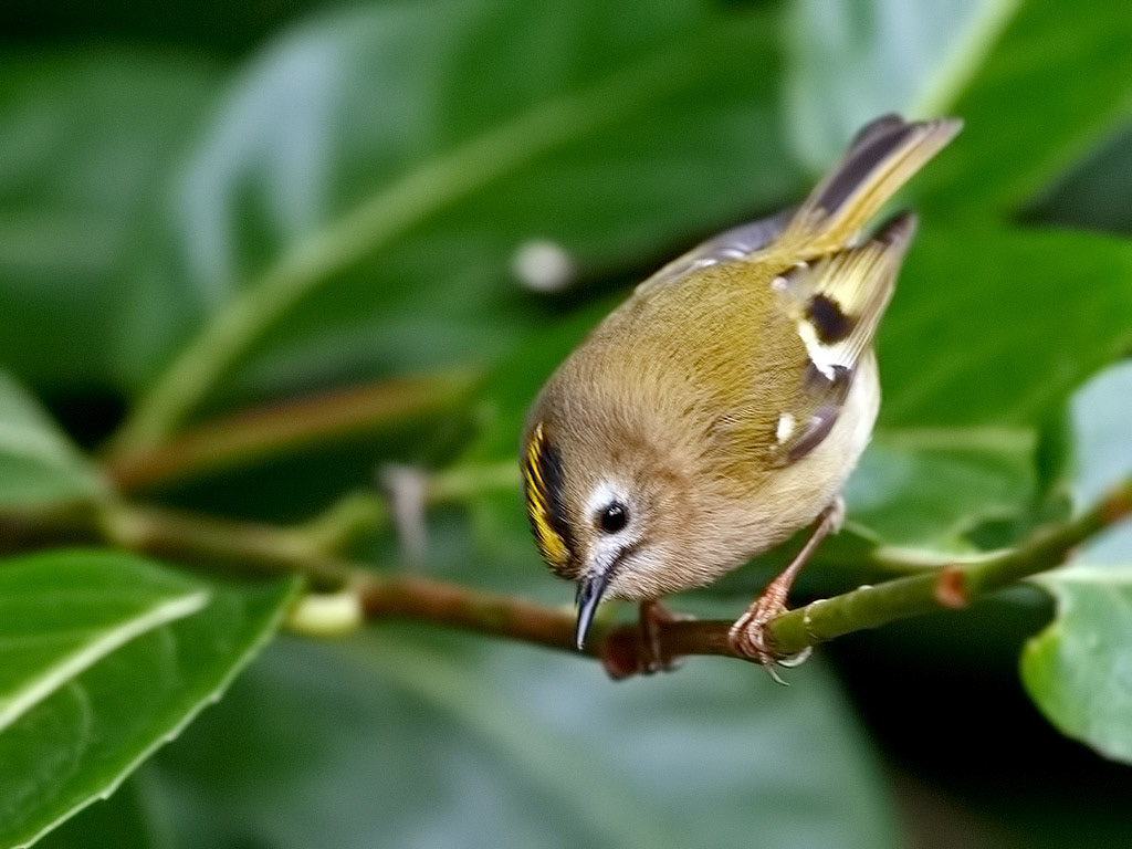 Goldcrest