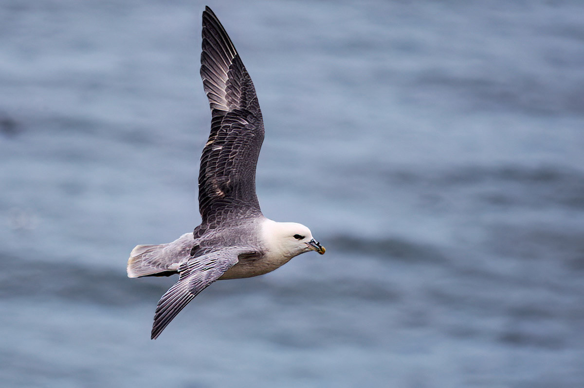 Fulmar