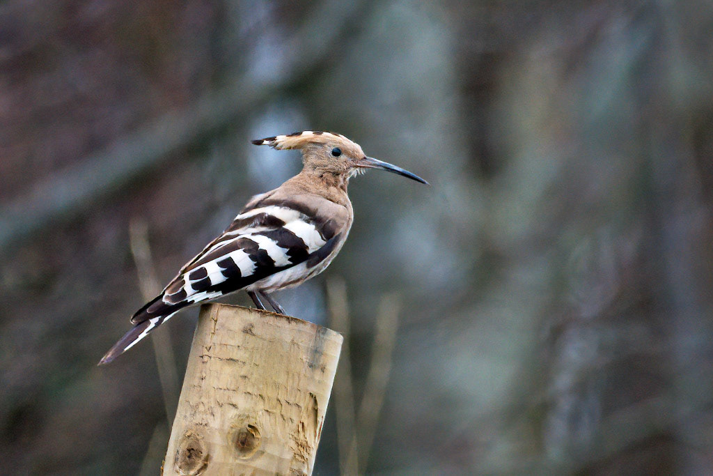 Hoopoe