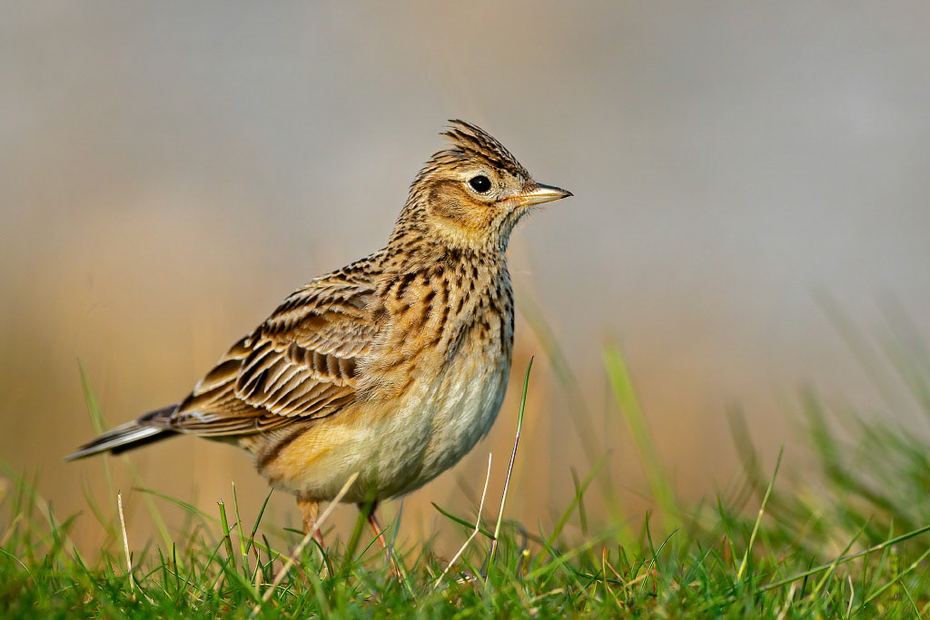 Skylark