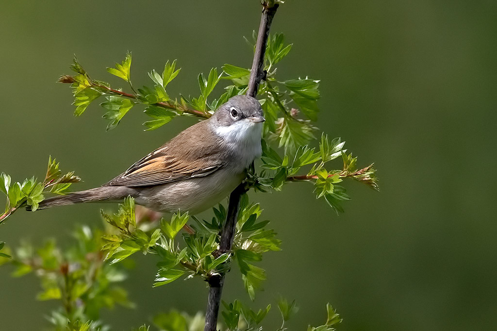 Whitethroat