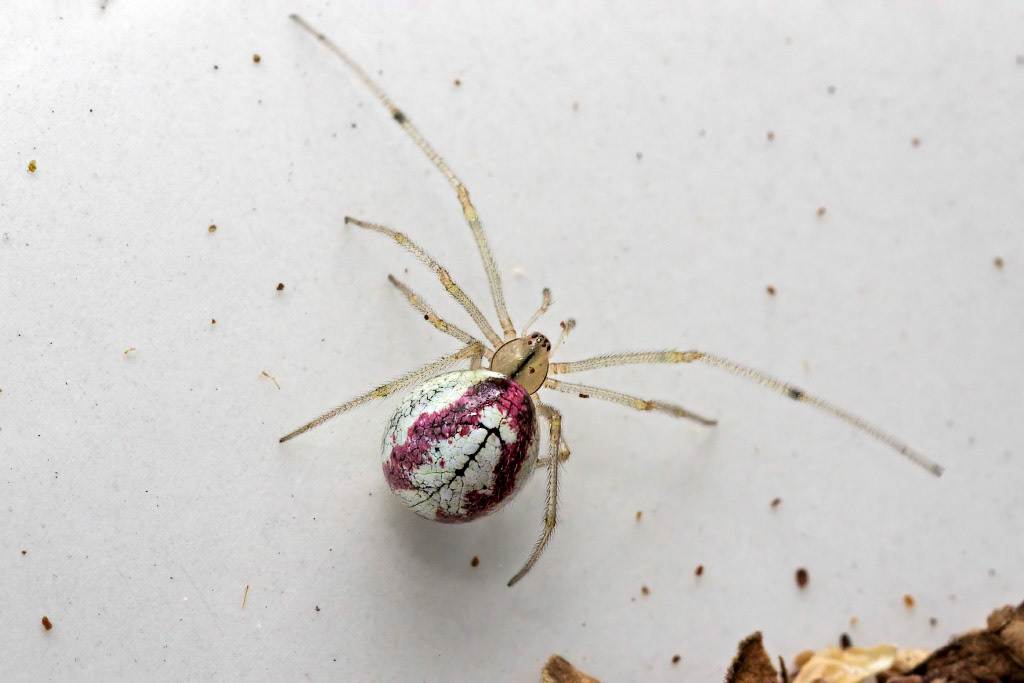 Common Candy-striped Spider