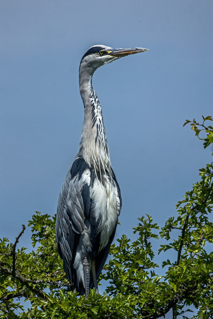 Grey Heron