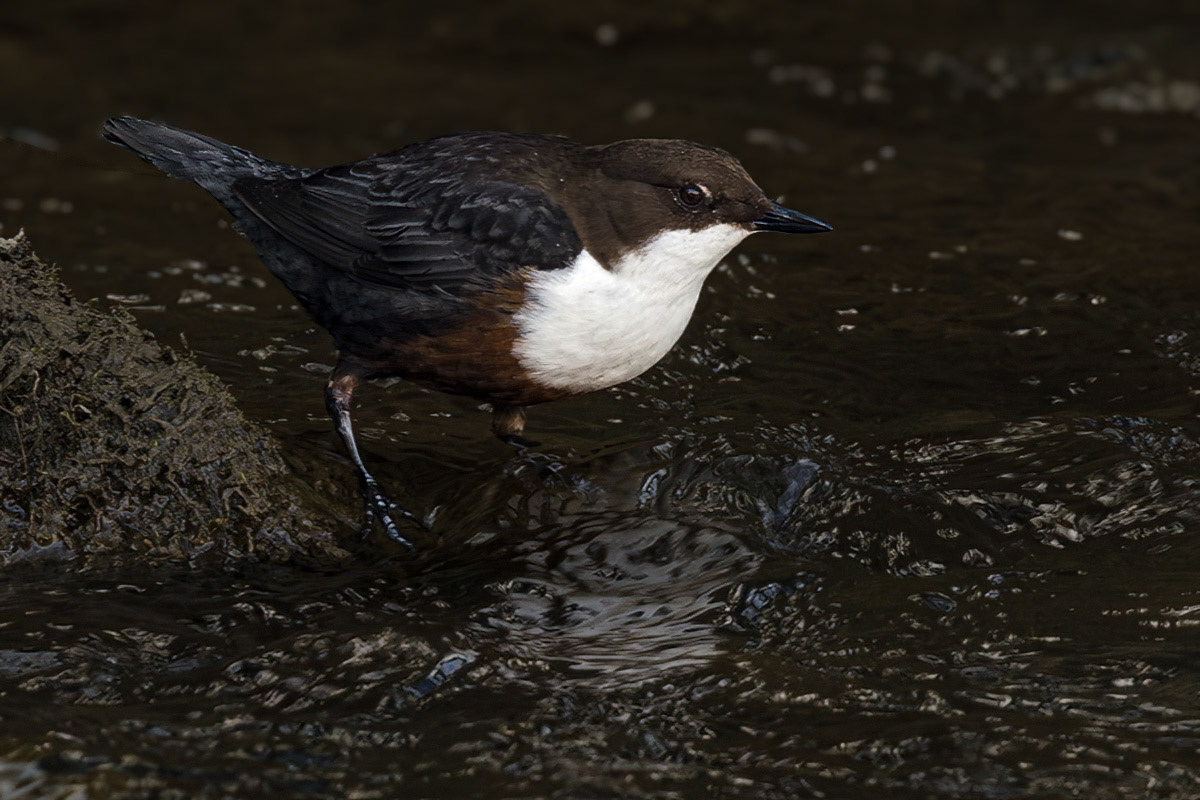 Dipper