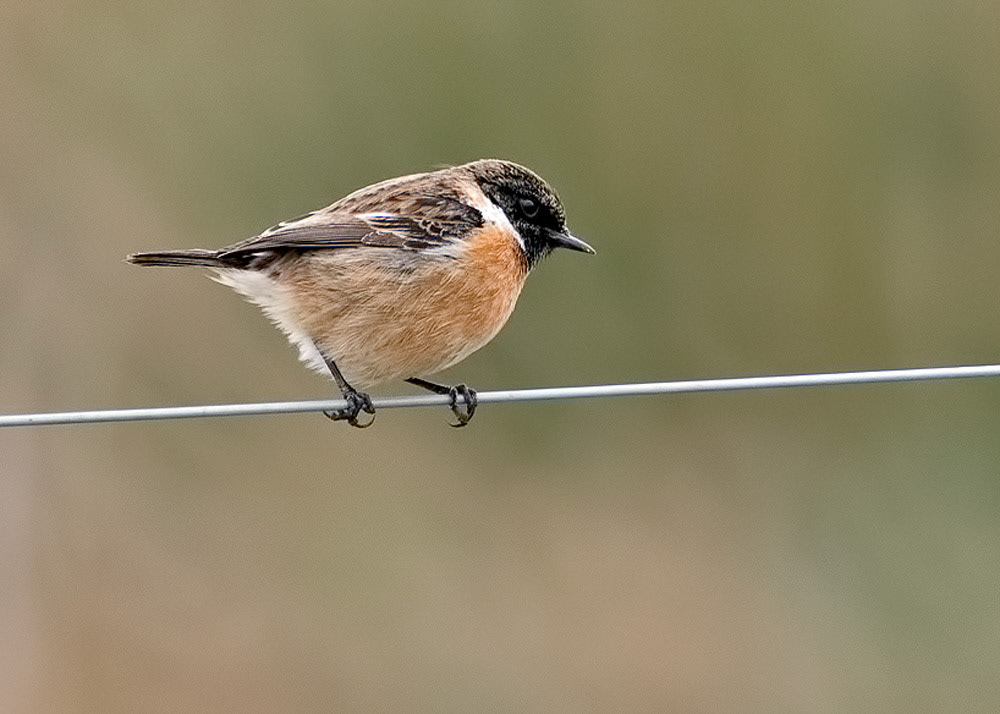 Stonechat