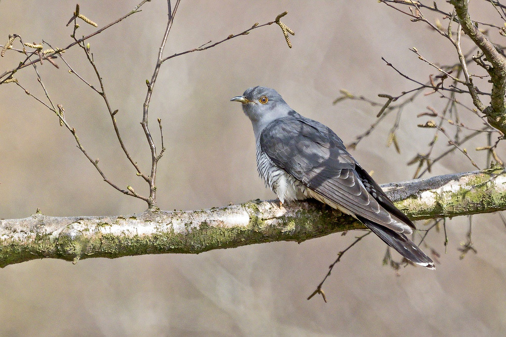 Cuckoo