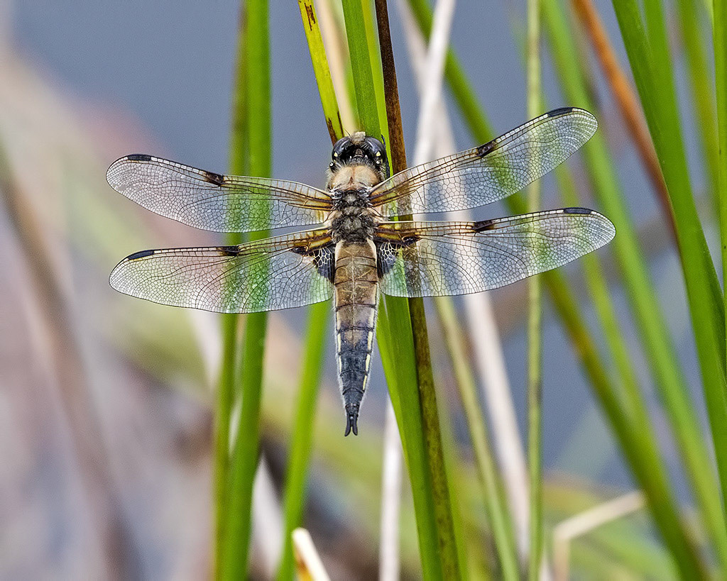 Four-spotted Chaser