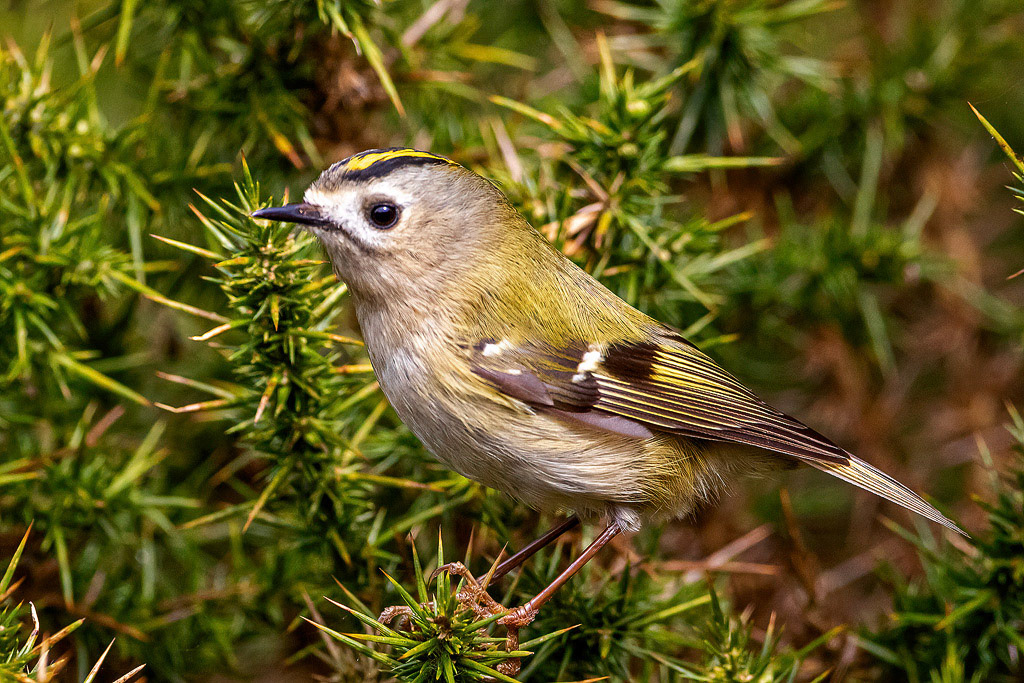 Goldcrest