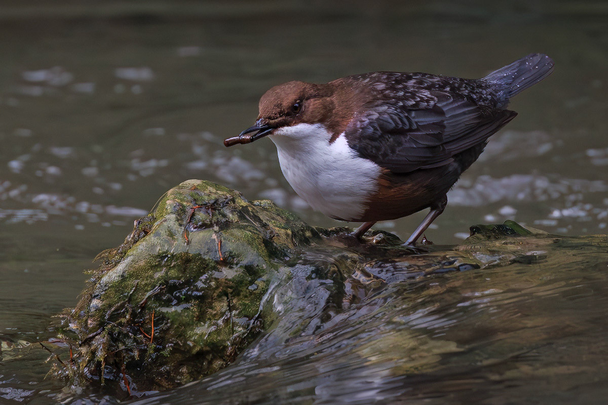White-throated Dipper