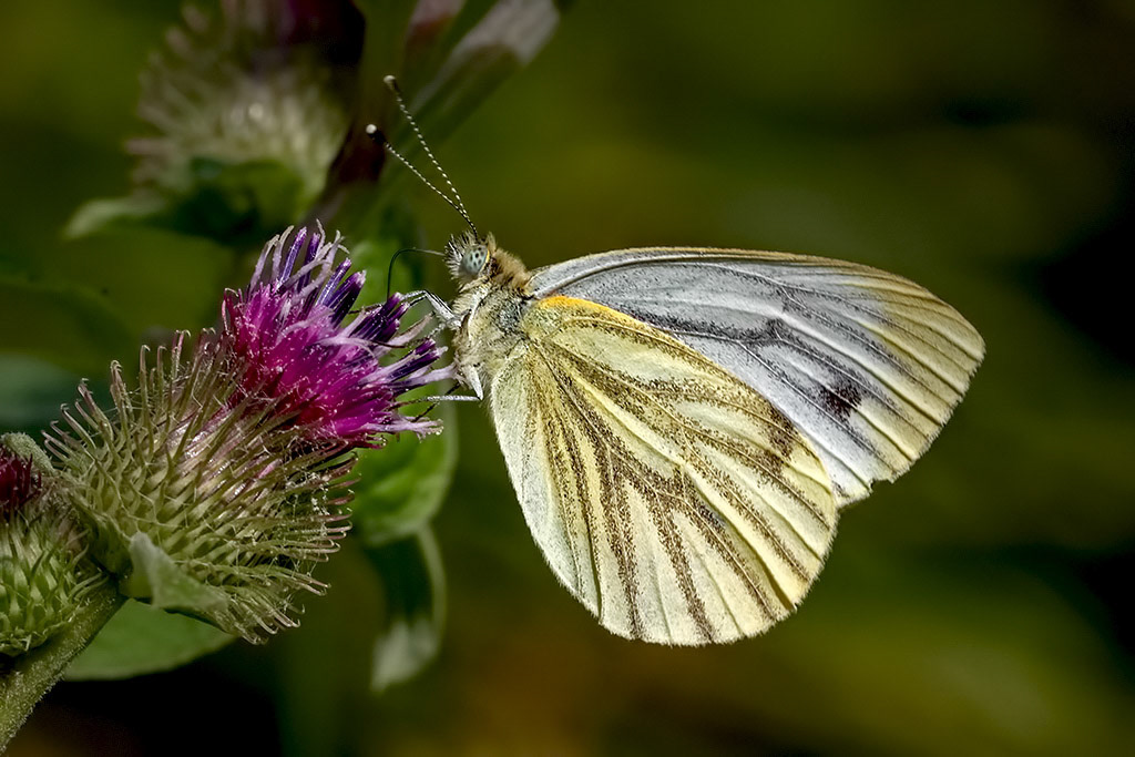 Green-veined White