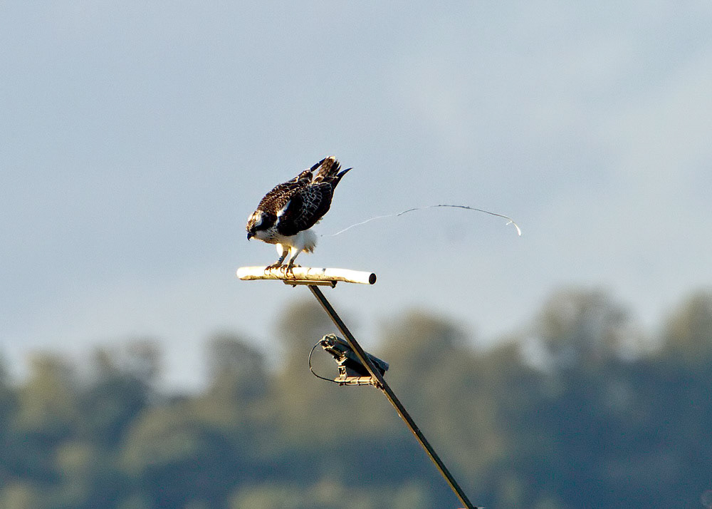 Osprey