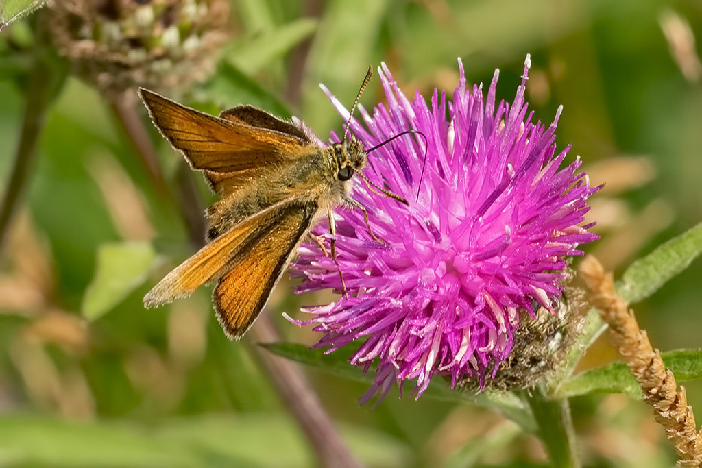 Small Skipper