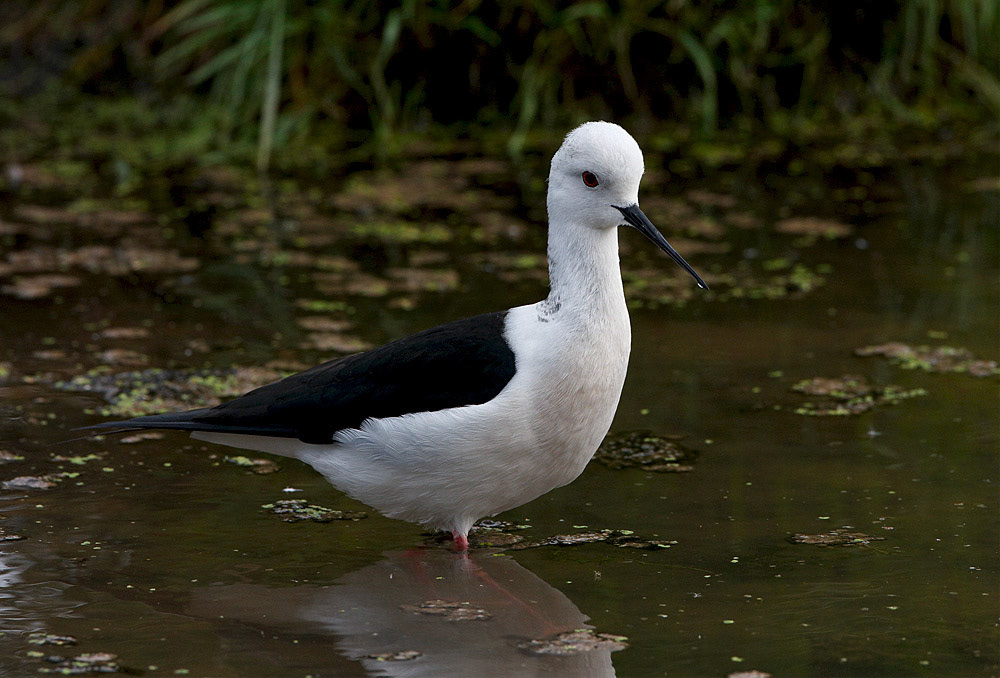 Derek Lees Nature In Images Blackwinged Stilt