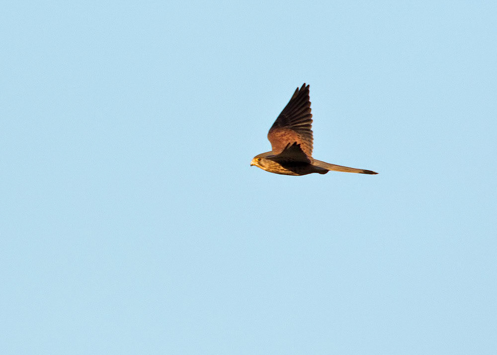 Kestrel
