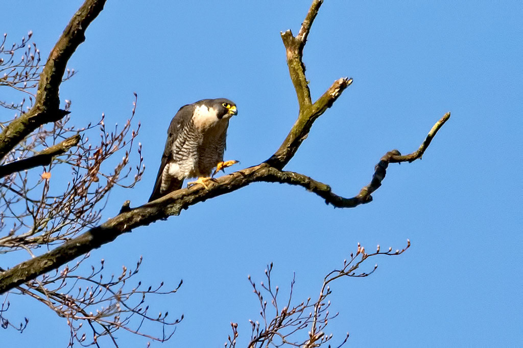 Peregrine Falcon