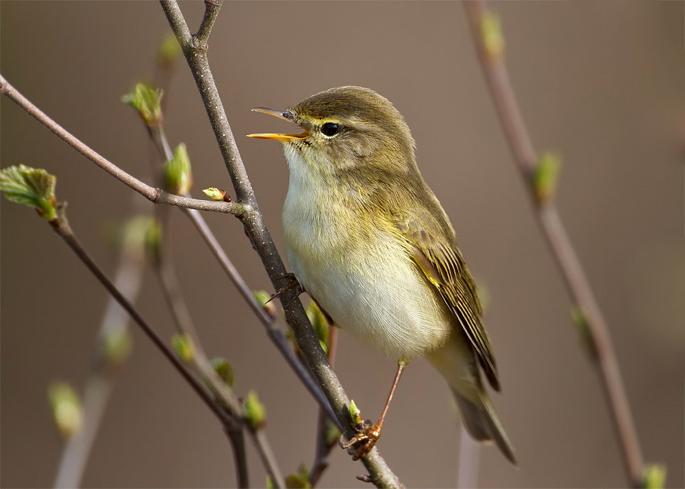 Willow Warbler