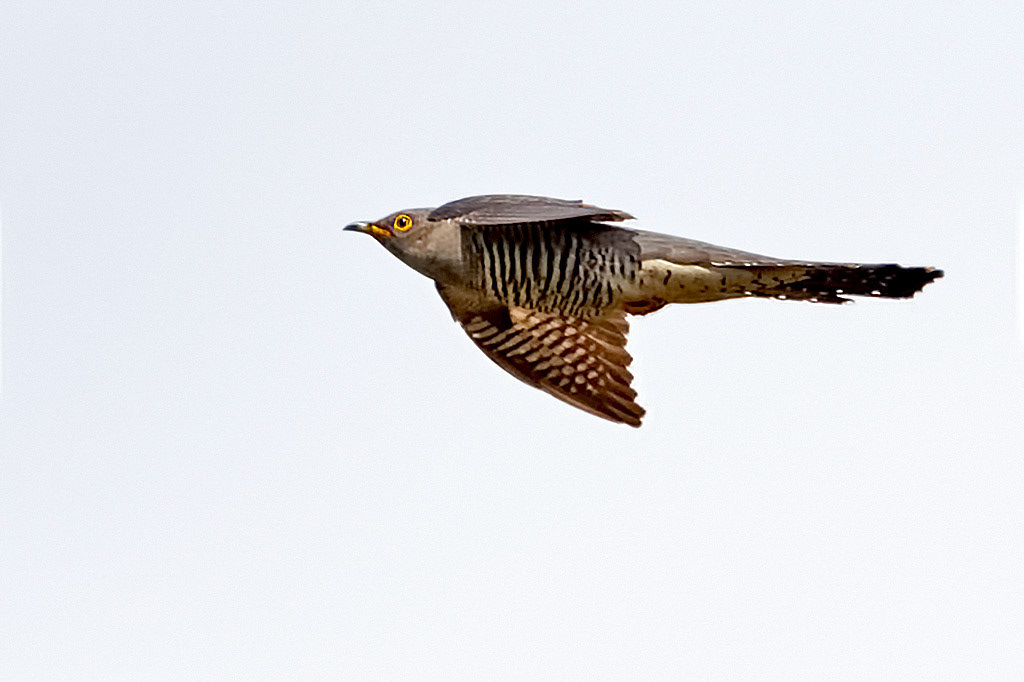 Cuckoo