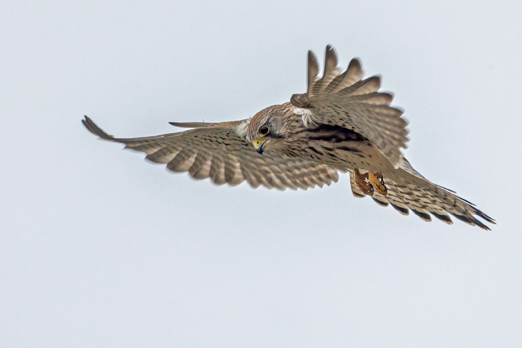 Kestrel