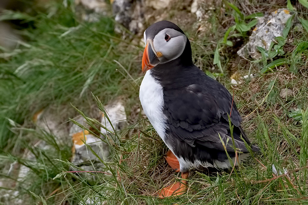 Puffin