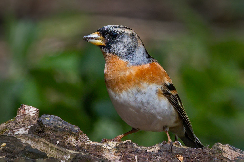 Brambling
