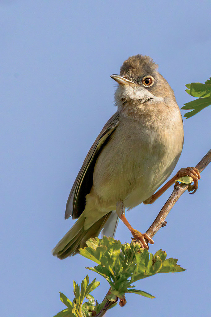 Common Whitethroat