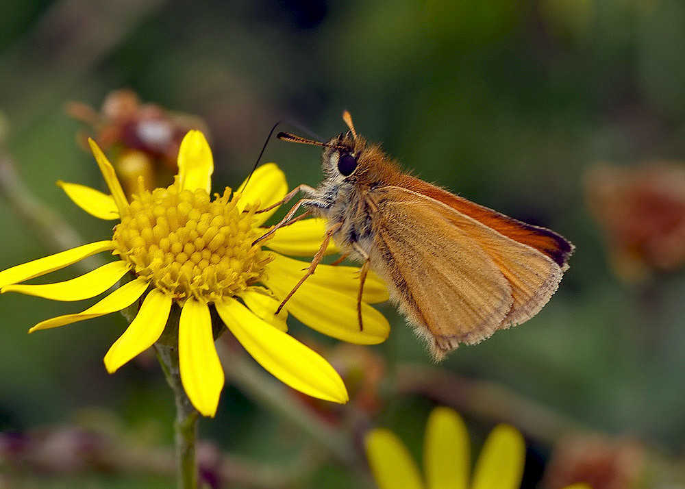 Essex Skipper