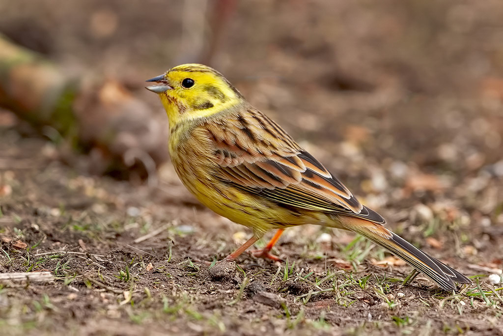 Yellowhammer