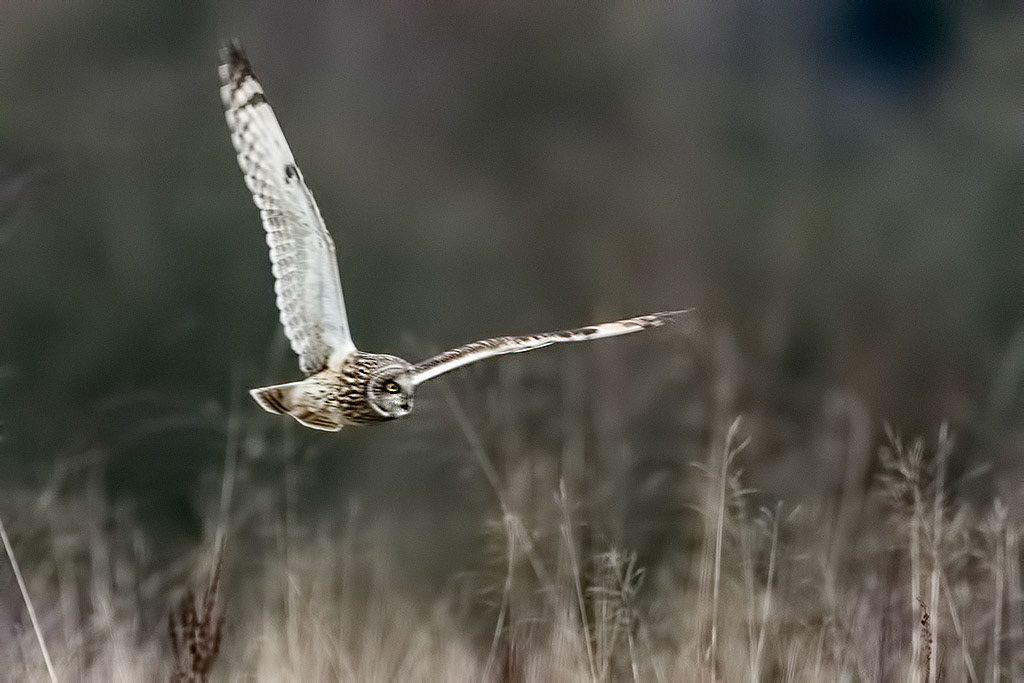Short-eared Owl