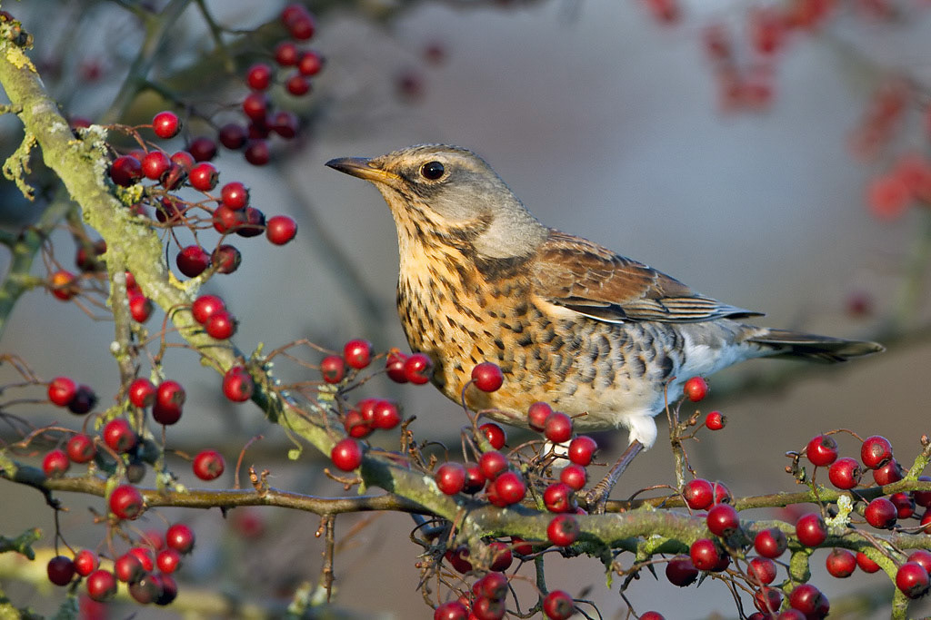 Fieldfare