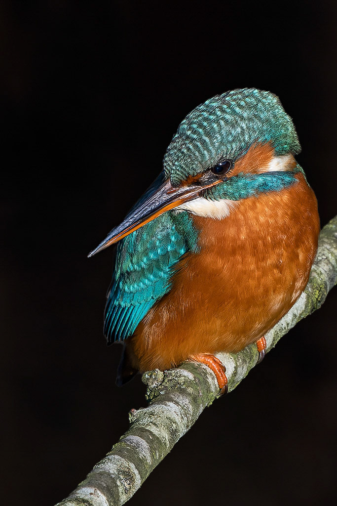 Kingfisher