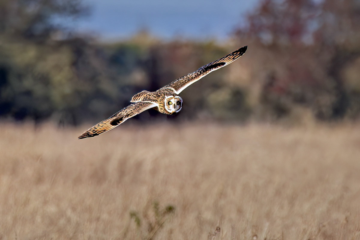 Short-eared Owl