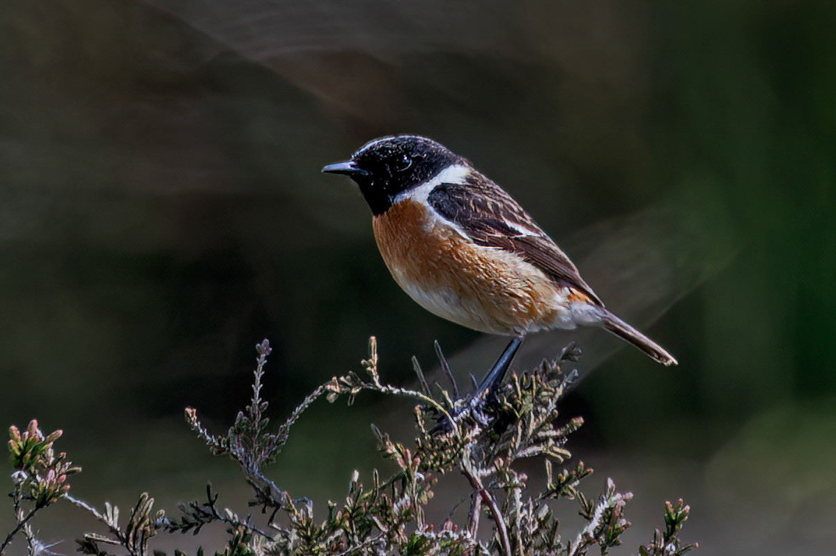 Stonechat