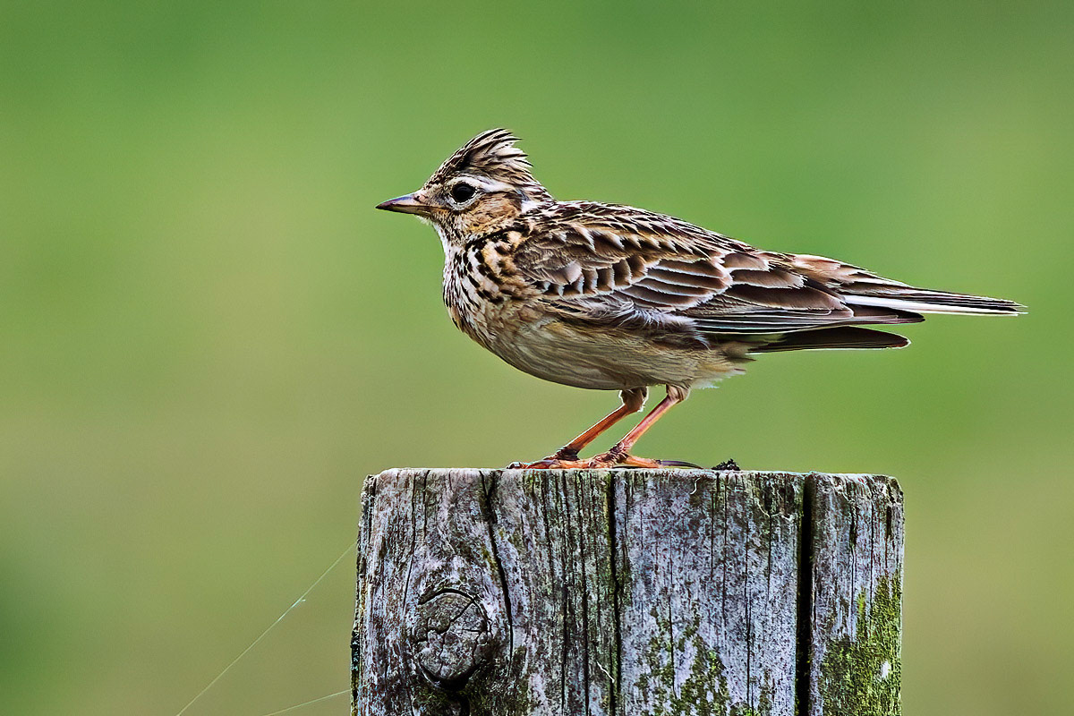 Skylark