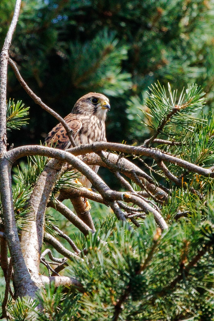 Kestrel