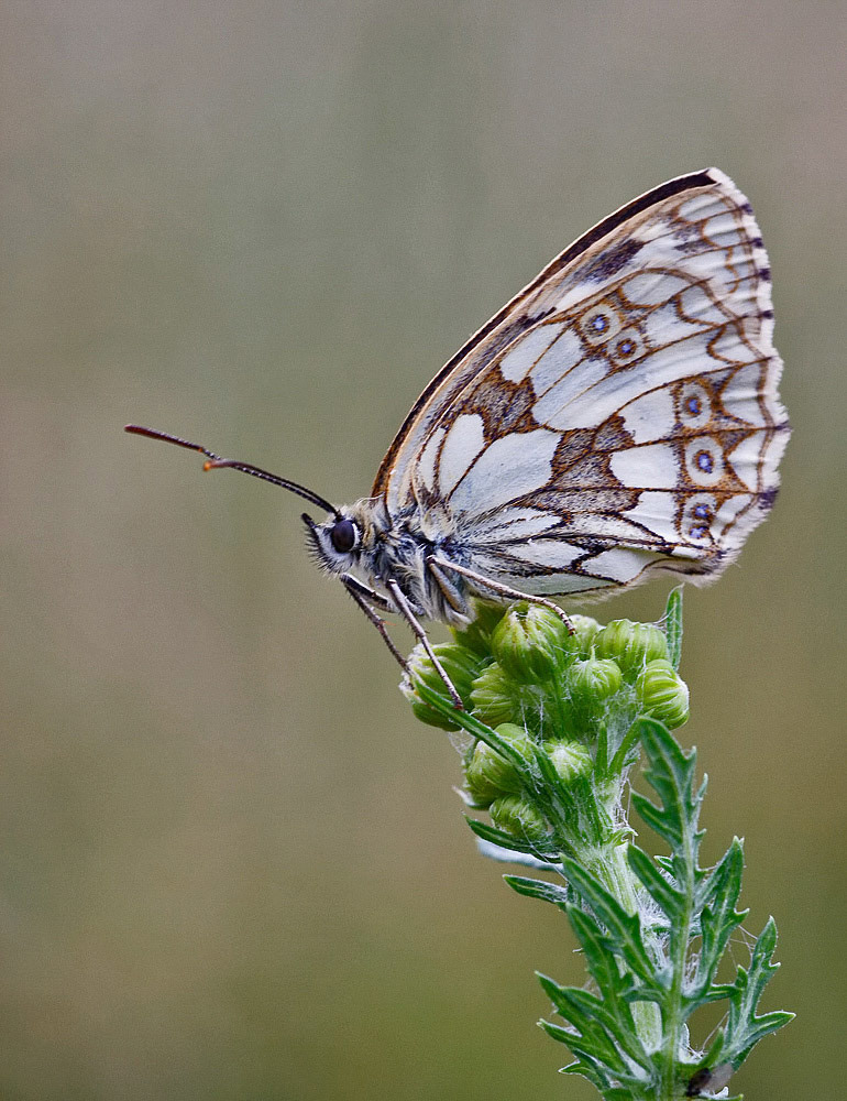 Marbled White