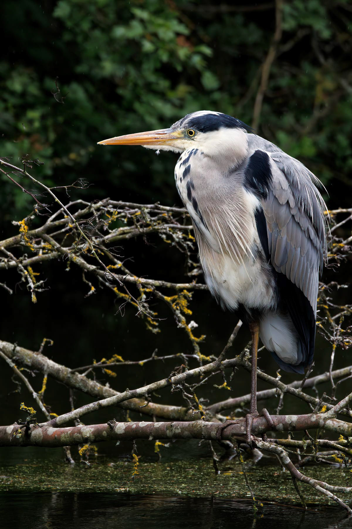 Grey Heron