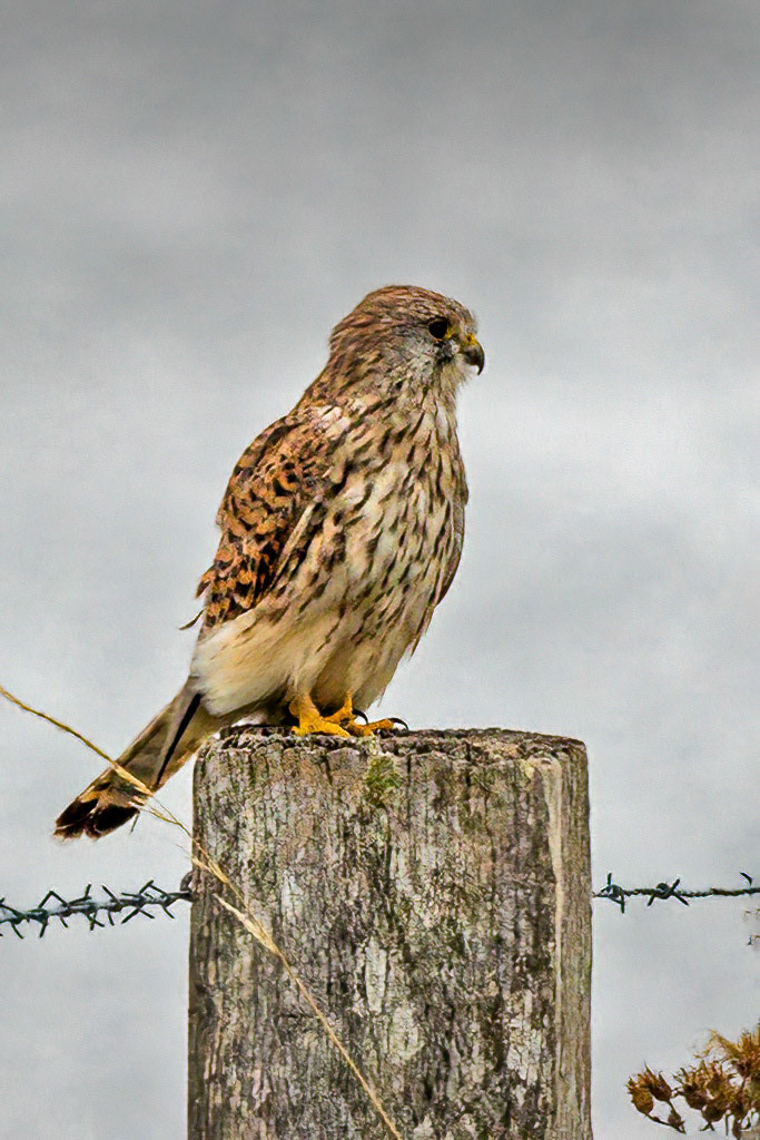 Kestrel